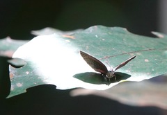 Arhopala muta