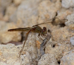 Crocothemis