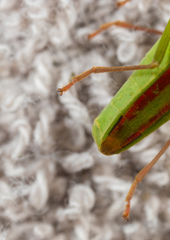 Homoeocerus rubromaculatus