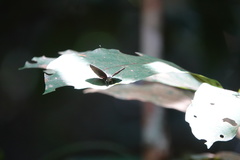 Arhopala muta