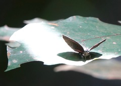 Arhopala muta