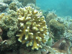 Stylophora
