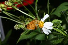 Ampittia virgata