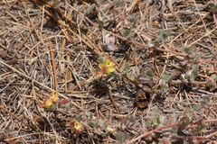 Acmispon decumbens davidsonii