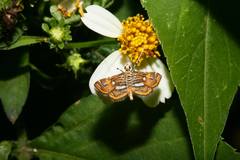 Paracymoriza cataclystalis