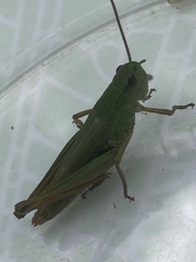 Pseudochorthippus montanus