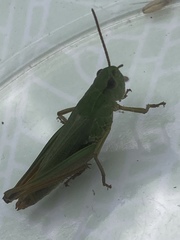 Pseudochorthippus montanus