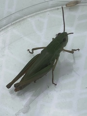 Pseudochorthippus montanus