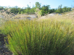 Artemisia salsoloides