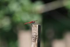 Sympetrum speciosum