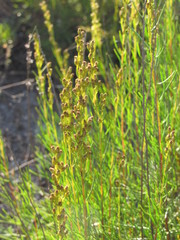 Artemisia salsoloides