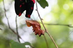 Byasa polyeuctes