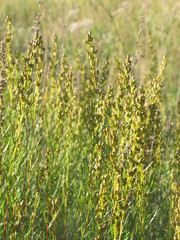 Artemisia salsoloides