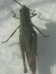 Pseudochorthippus montanus