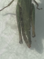 Pseudochorthippus montanus