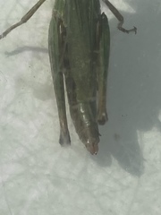 Pseudochorthippus montanus