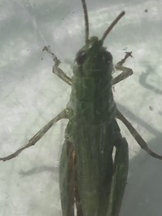 Pseudochorthippus montanus