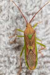 Homoeocerus rubromaculatus