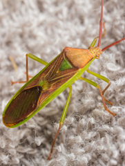 Homoeocerus rubromaculatus