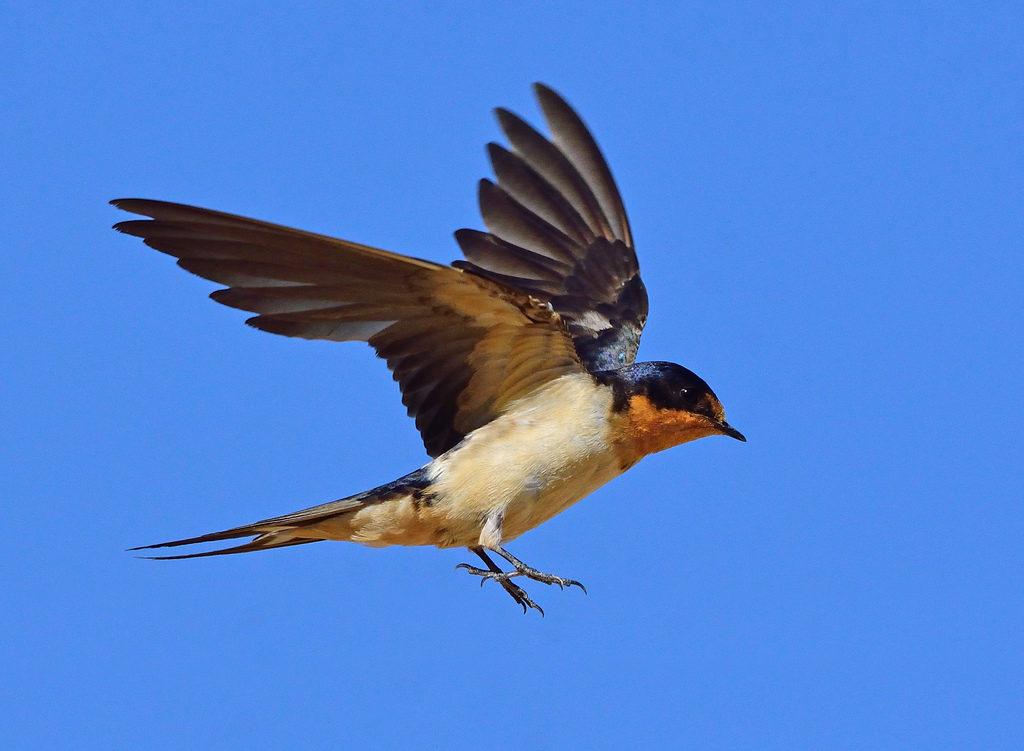 Barn swallow - Wikipedia