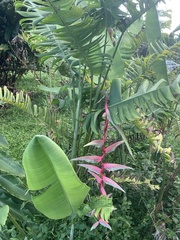 Heliconia chartacea