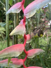 Heliconia chartacea