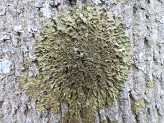 Melanelixia glabratula