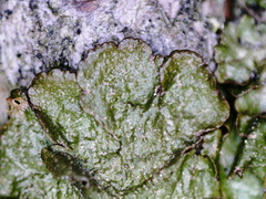Melanelixia glabratula
