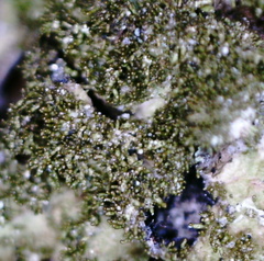 Melanelixia glabratula