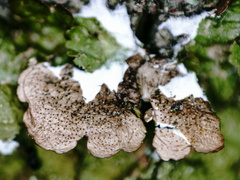 Melanelixia glabratula