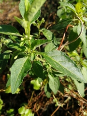 Solanum chenopodioides