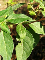 Solanum chenopodioides