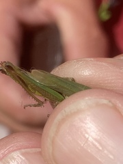 Pseudochorthippus montanus