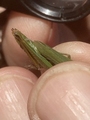 Pseudochorthippus montanus