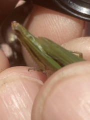 Pseudochorthippus montanus