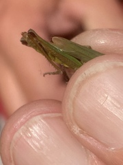 Pseudochorthippus montanus