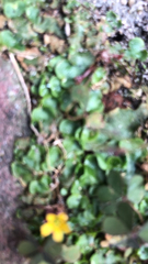 Lunularia cruciata