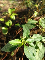 Solanum chenopodioides