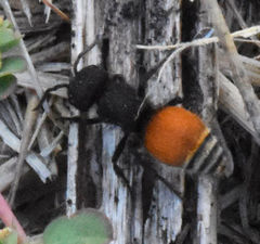 Pseudomethoca brazoria