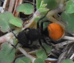 Pseudomethoca brazoria