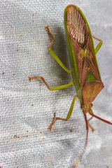 Homoeocerus rubromaculatus