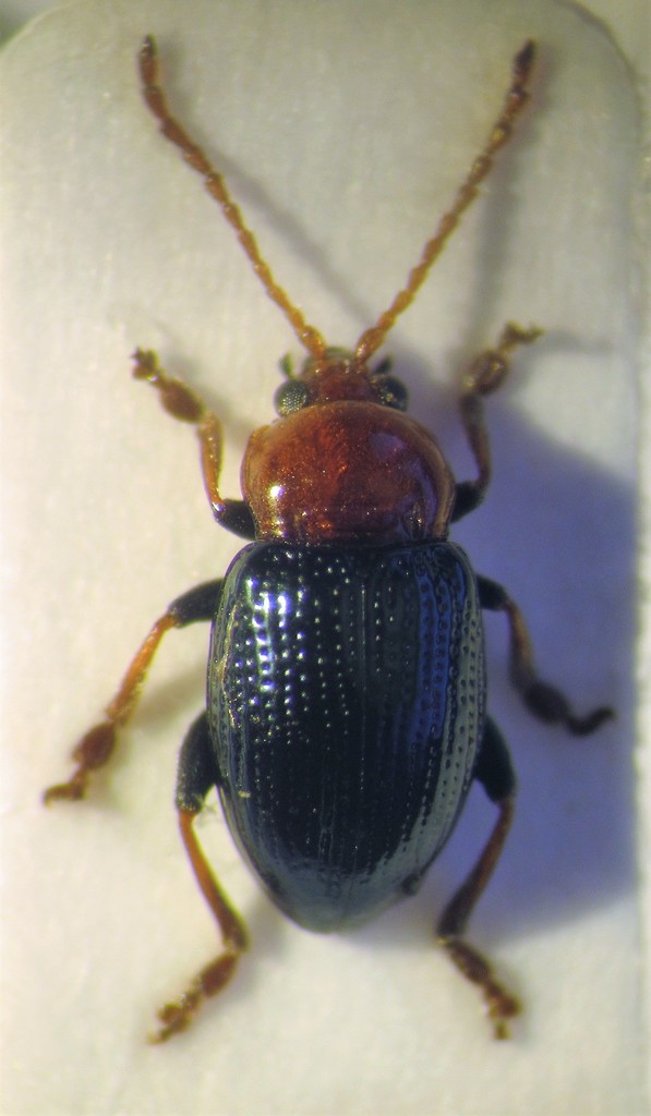 Neocrepidodera femorata