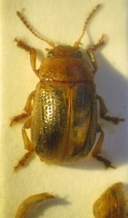 Gonioctena pallida