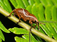 Cryptoderma formosense