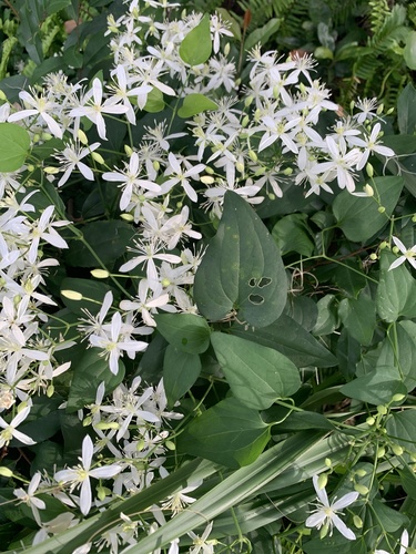 Clematis terniflora image
