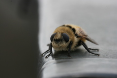 Oestrinae
