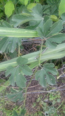 Cucurbitales
