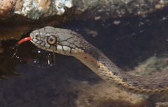 Two-Striped Garter Snake photo 2
