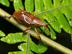 Cryptoderma formosense