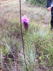 Liatris aestivalis